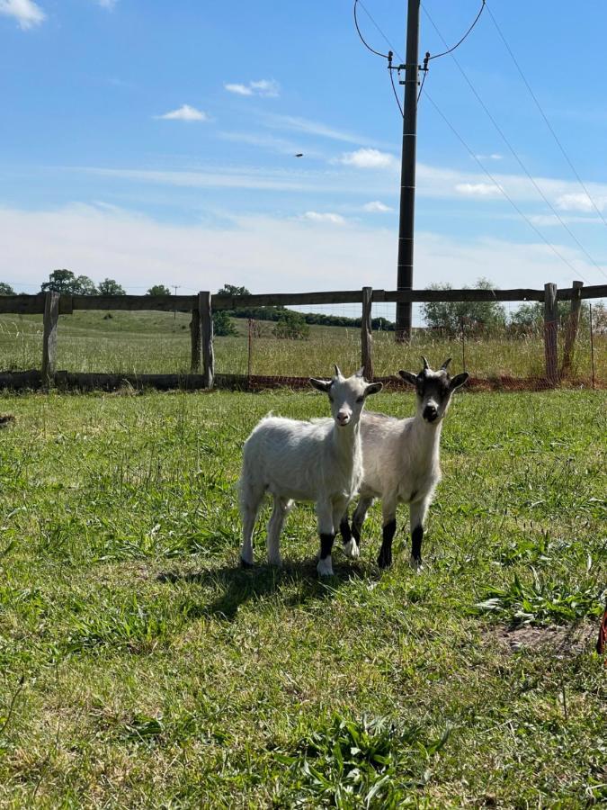 Mitten In Der Natur : Ferienwohnung Mit 3 Schlafzimmern, Neu Eingerichtet Neu Gaarz Kültér fotó